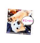 イングリッシュゴールデンの仔犬アレン君！（個別スタンプ：7）