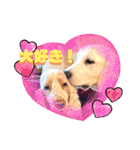 イングリッシュゴールデンの仔犬アレン君！（個別スタンプ：8）