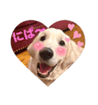 イングリッシュゴールデンの仔犬アレン君！（個別スタンプ：9）