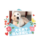 イングリッシュゴールデンの仔犬アレン君！（個別スタンプ：11）