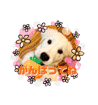 イングリッシュゴールデンの仔犬アレン君！（個別スタンプ：12）