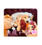 イングリッシュゴールデンの仔犬アレン君！（個別スタンプ：13）