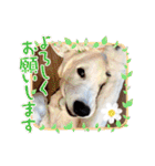 イングリッシュゴールデンの仔犬アレン君！（個別スタンプ：14）