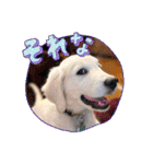 イングリッシュゴールデンの仔犬アレン君！（個別スタンプ：15）