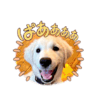 イングリッシュゴールデンの仔犬アレン君！（個別スタンプ：16）