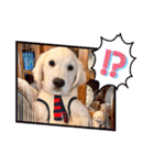 イングリッシュゴールデンの仔犬アレン君！（個別スタンプ：17）