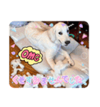 イングリッシュゴールデンの仔犬アレン君！（個別スタンプ：19）