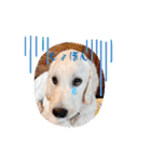 イングリッシュゴールデンの仔犬アレン君！（個別スタンプ：20）