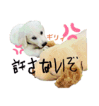 イングリッシュゴールデンの仔犬アレン君！（個別スタンプ：22）