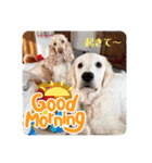イングリッシュゴールデンの仔犬アレン君！（個別スタンプ：23）