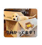 イングリッシュゴールデンの仔犬アレン君！（個別スタンプ：25）