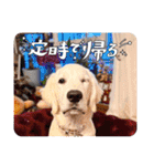 イングリッシュゴールデンの仔犬アレン君！（個別スタンプ：26）