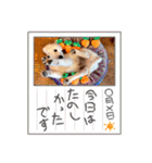 イングリッシュゴールデンの仔犬アレン君！（個別スタンプ：27）