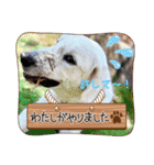 イングリッシュゴールデンの仔犬アレン君！（個別スタンプ：28）