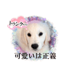 イングリッシュゴールデンの仔犬アレン君！（個別スタンプ：30）