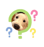 イングリッシュゴールデンの仔犬アレン君！（個別スタンプ：31）