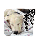 イングリッシュゴールデンの仔犬アレン君！（個別スタンプ：33）