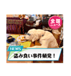イングリッシュゴールデンの仔犬アレン君！（個別スタンプ：34）