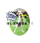 イングリッシュゴールデンの仔犬アレン君！（個別スタンプ：36）