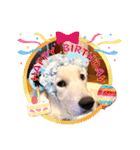 イングリッシュゴールデンの仔犬アレン君！（個別スタンプ：38）