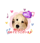 イングリッシュゴールデンの仔犬アレン君！（個別スタンプ：40）