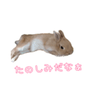 ネザーのみるくちゃん（個別スタンプ：10）