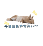 ネザーのみるくちゃん（個別スタンプ：19）