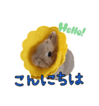 ネザーのみるくちゃん（個別スタンプ：22）