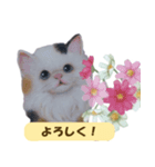 大人可愛い手描き猫スタンプ・お花チャーム（個別スタンプ：1）