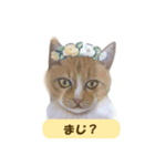 大人可愛い手描き猫スタンプ・お花チャーム（個別スタンプ：8）