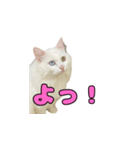 ツンねこマイちゃん（個別スタンプ：1）