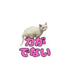 ツンねこマイちゃん（個別スタンプ：3）