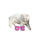 ツンねこマイちゃん（個別スタンプ：8）