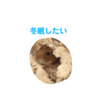ハムスターのぴーぷる2公開（個別スタンプ：3）