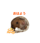 ハムスターのぴーぷる2公開（個別スタンプ：5）