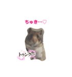 ハムスターのぴーぷる2公開（個別スタンプ：6）