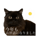 黒猫 ルナ院長131にゃんめ（個別スタンプ：3）