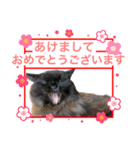 黒猫 ルナ院長131にゃんめ（個別スタンプ：6）