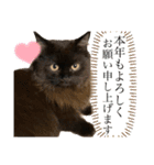 黒猫 ルナ院長131にゃんめ（個別スタンプ：7）