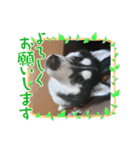 みーちゃんチャンネル's（個別スタンプ：17）
