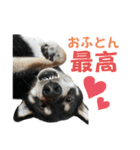 黒柴ふく4（個別スタンプ：1）