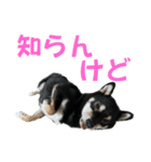 黒柴ふく4（個別スタンプ：9）