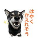黒柴ふく4（個別スタンプ：10）