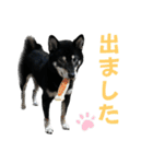 黒柴ふく4（個別スタンプ：13）