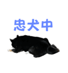 黒柴ふく4（個別スタンプ：14）
