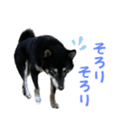 黒柴ふく4（個別スタンプ：16）