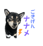 黒柴ふく4（個別スタンプ：18）