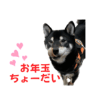 黒柴ふく4（個別スタンプ：24）