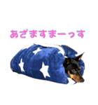 蘭丸先輩7（個別スタンプ：1）