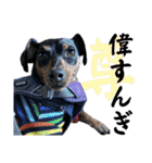 蘭丸先輩7（個別スタンプ：6）